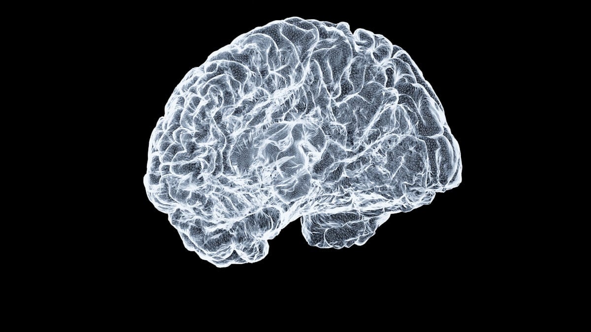 Cerveau humain et circuit