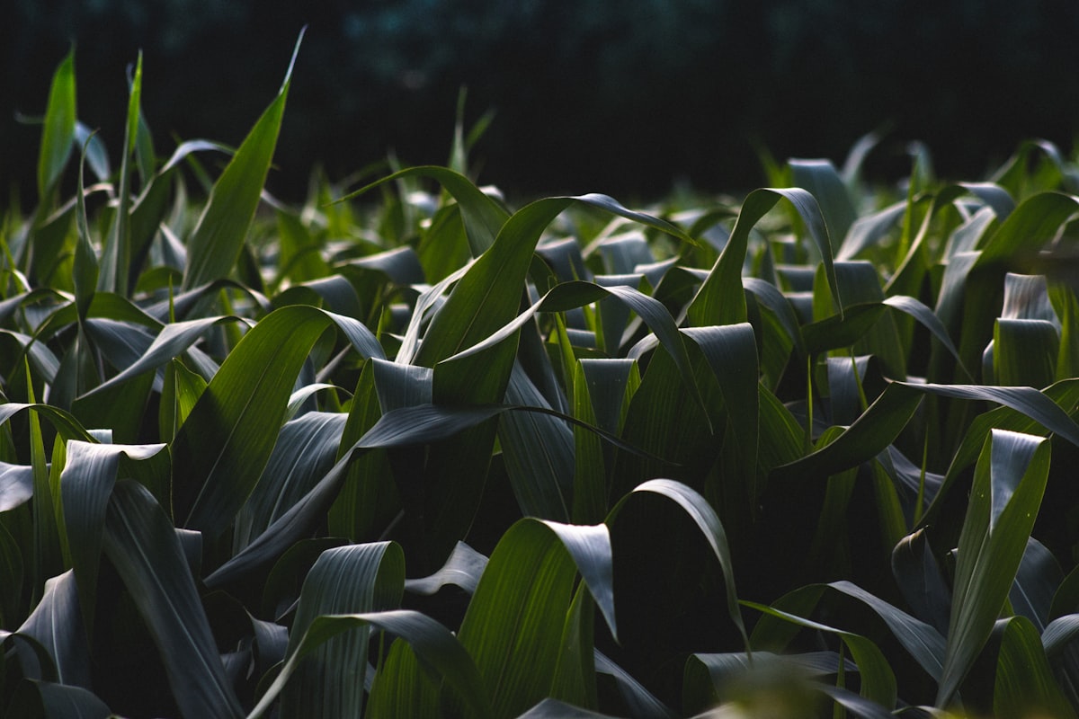Ces brevets sur les graines qui étouffent l'innovation agricole